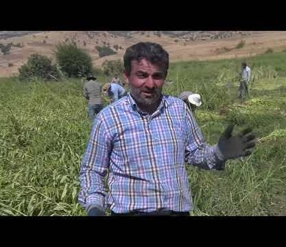 145 دۆنم زەویی ئامێدی بە کونجی چێنراوە